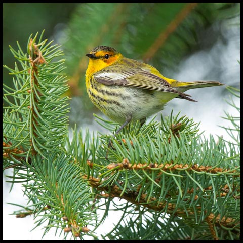 Cape May Warbler