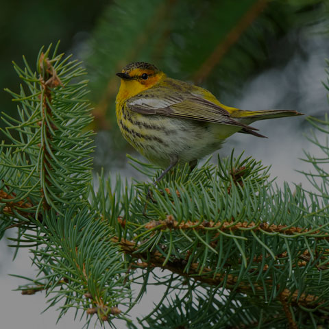 Cape May Warbler