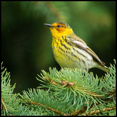 Cape May Warbler