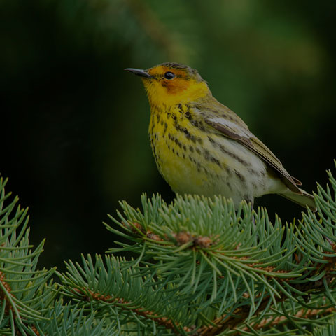 Cape May Warbler