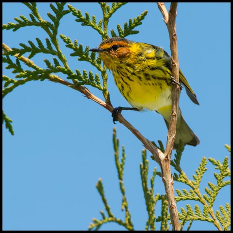 Cape May Warbler