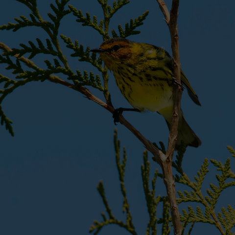 Cape May Warbler