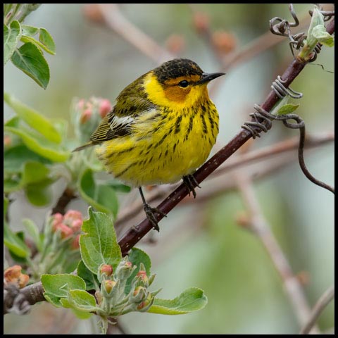 Cape May Warbler