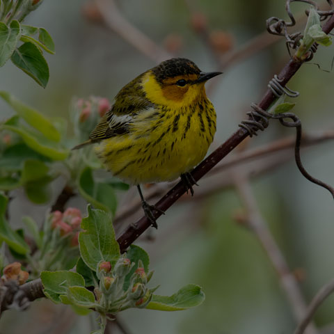 Cape May Warbler