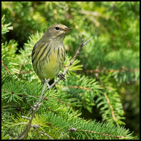 Cape May Warbler
