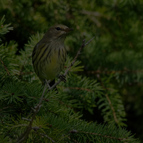 Cape May Warbler