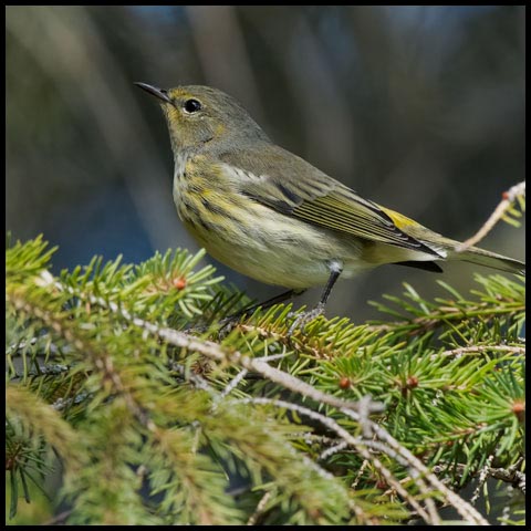 Cape May Warbler