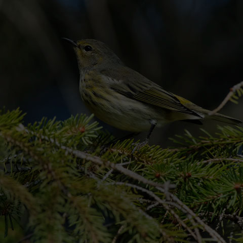 Cape May Warbler