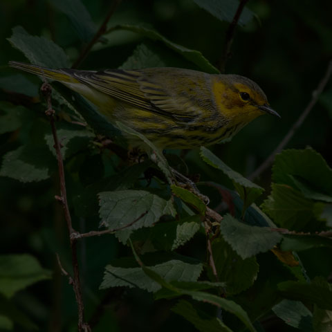 Cape May Warbler