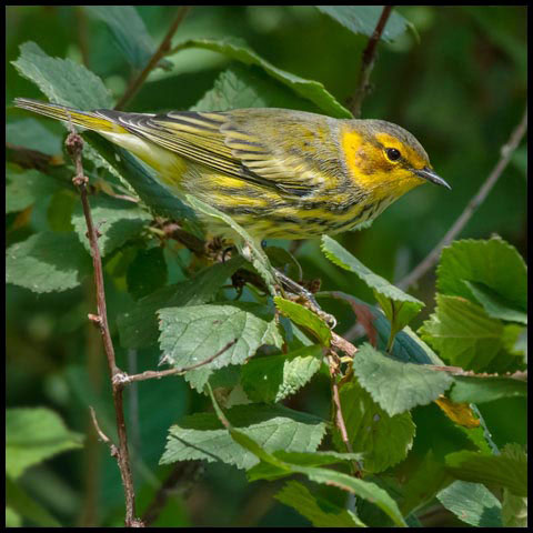 Cape May Warbler