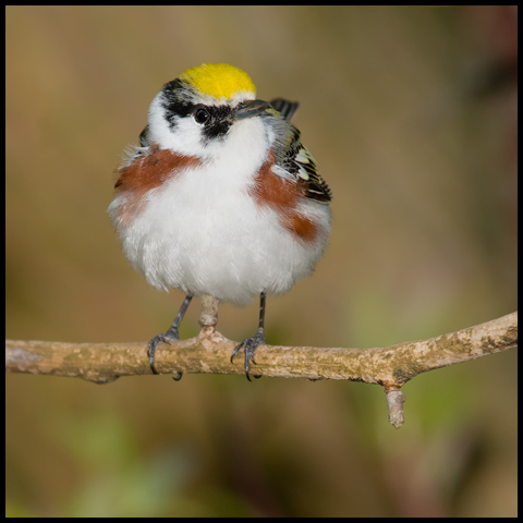 Chestnut-sided Warbler