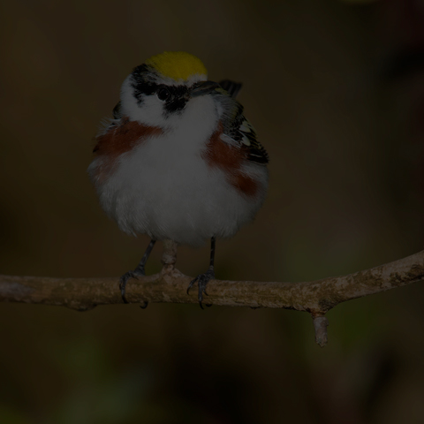 Chestnut-sided Warbler