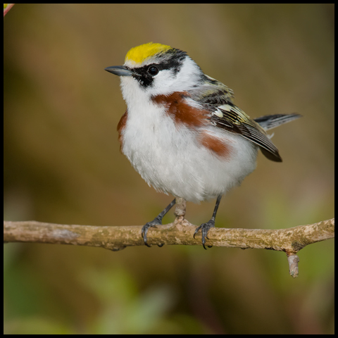 Chestnut-sided Warbler