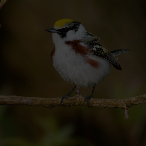 Chestnut-sided Warbler