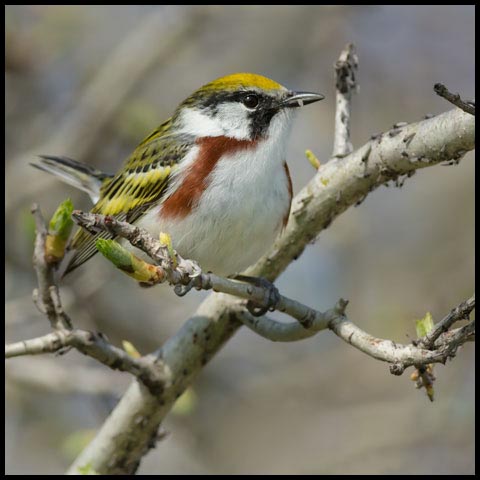 Chestnut-sided Warbler
