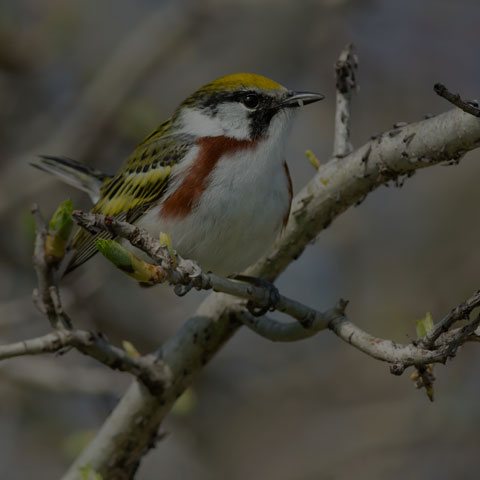 Chestnut-sided Warbler