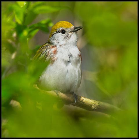 Chestnut-sided Warbler