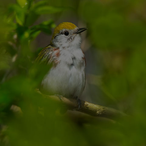 Chestnut-sided Warbler