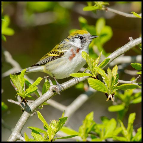Chestnut-sided Warbler