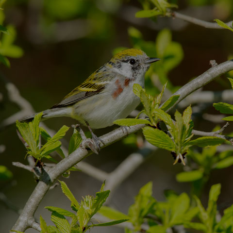 Chestnut-sided Warbler