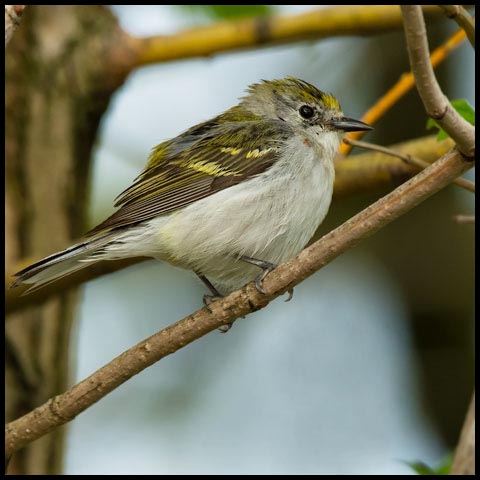 Chestnut-sided Warbler