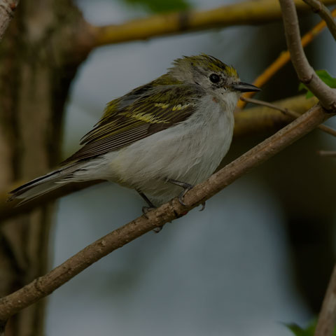 Chestnut-sided Warbler