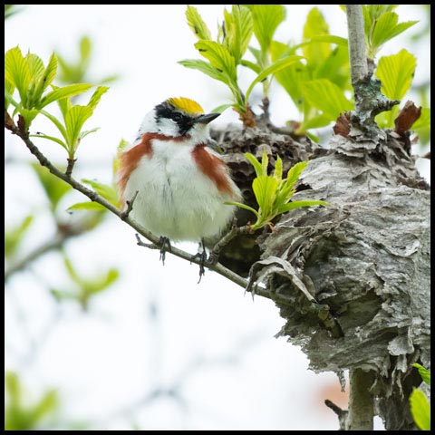 Chestnut-sided Warbler