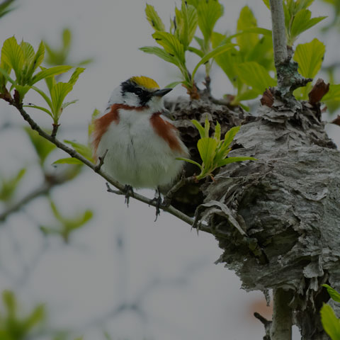 Chestnut-sided Warbler