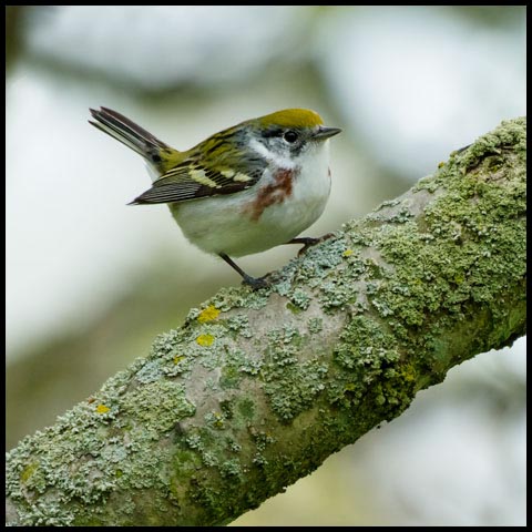 Chestnut-sided Warbler