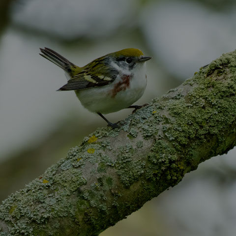 Chestnut-sided Warbler