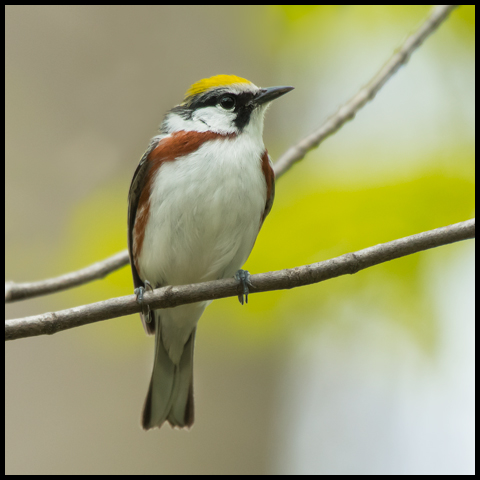 Chestnut-sided Warbler