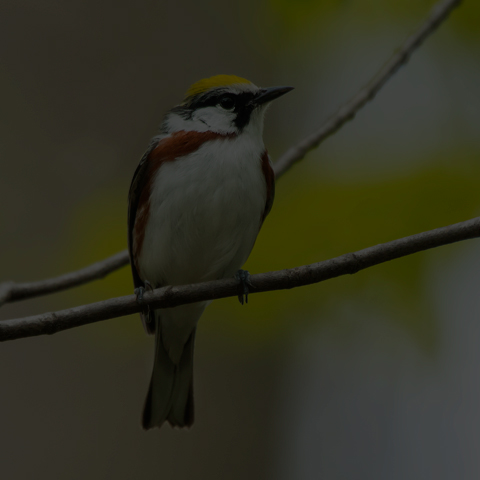 Chestnut-sided Warbler