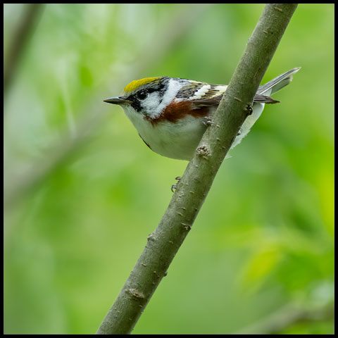 Chestnut-sided Warbler