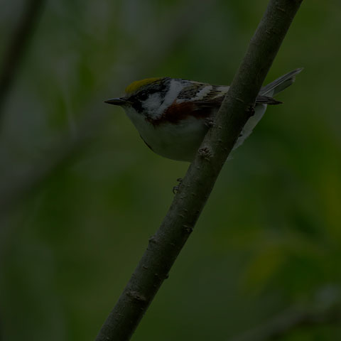 Chestnut-sided Warbler