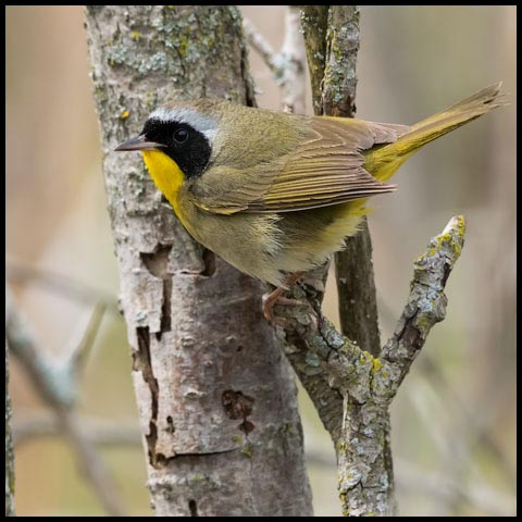 Common Yellowthroat