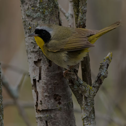 Common Yellowthroat