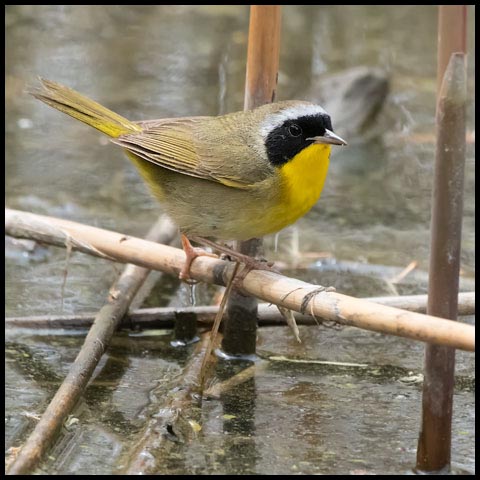 Common Yellowthroat