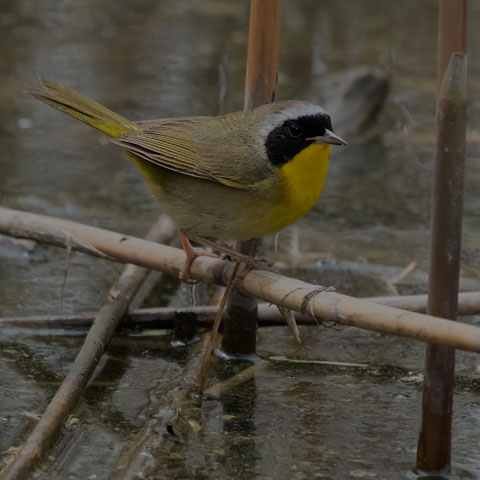 Common Yellowthroat
