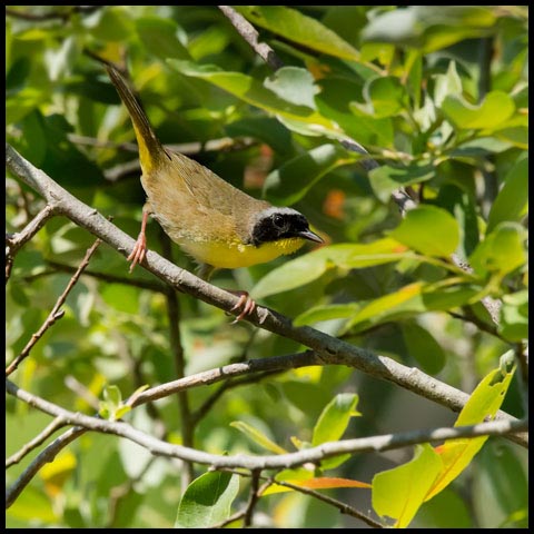 Common Yellowthroat