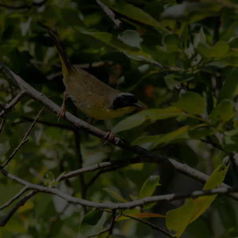 Common Yellowthroat