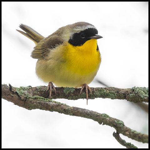Common Yellowthroat