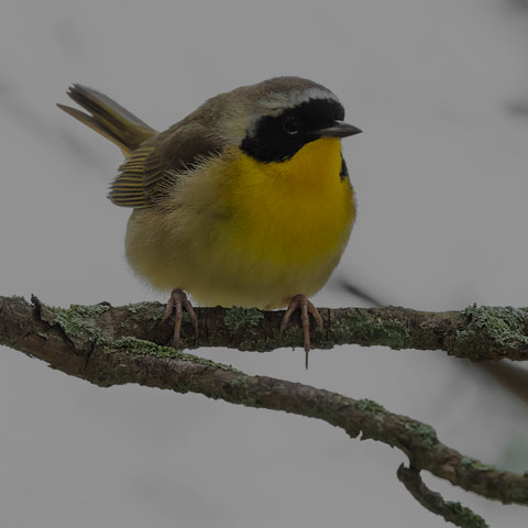 Common Yellowthroat