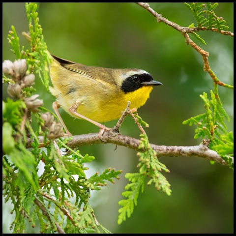 Common Yellowthroat