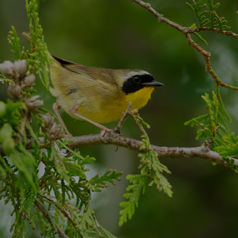 Common Yellowthroat