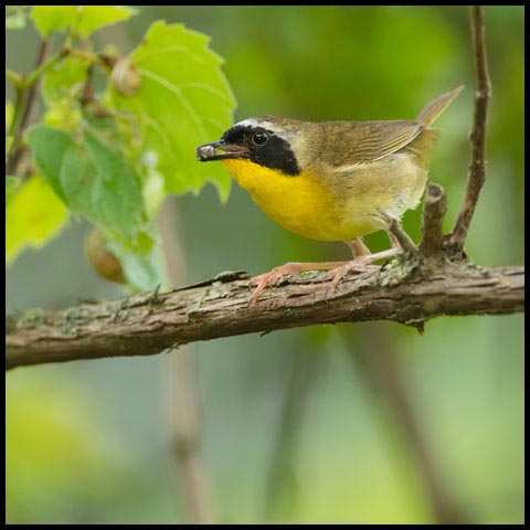Common Yellowthroat