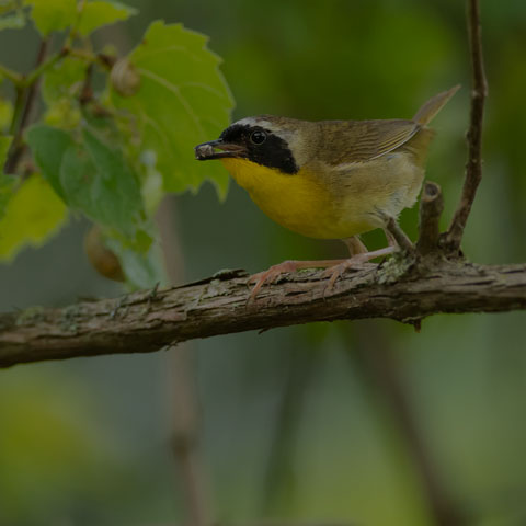 Common Yellowthroat
