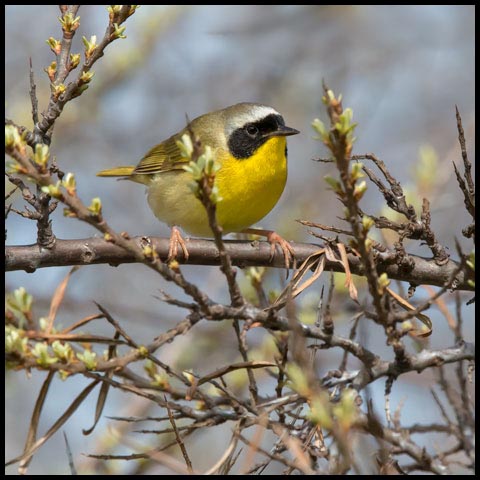 Common Yellowthroat