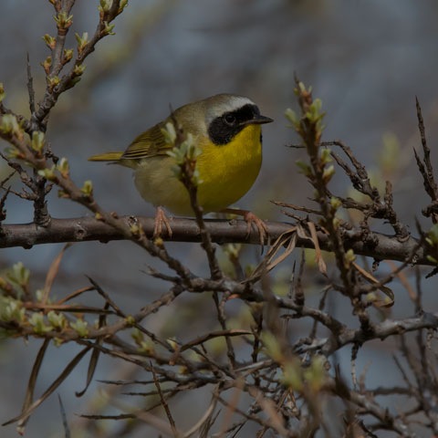 Common Yellowthroat