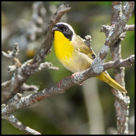 Common Yellowthroat