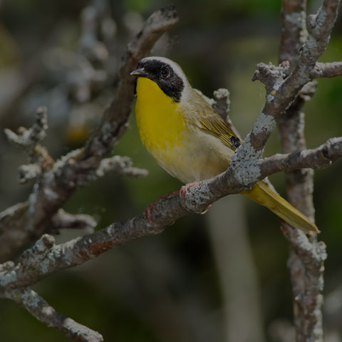 Common Yellowthroat